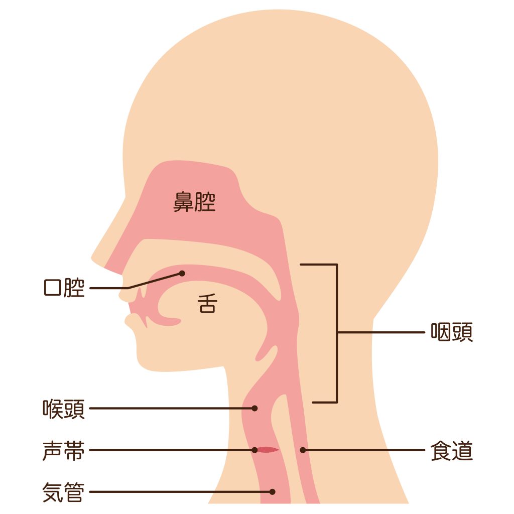 歌のための発声のしくみ 音楽家の体を改善